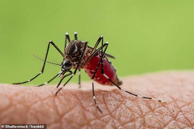 It is believed that several factors make one person more attractive to mosquitoes than another