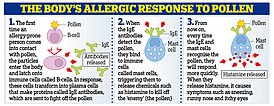The image explains how you get an allergic reaction, such as sneezing and coughing, from pollen