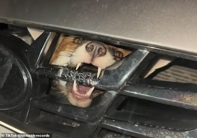 An Australian driver has shared footage of the moment he discovered a live red fox stuck in the grille of his car after hitting the wild animal at 50mph.