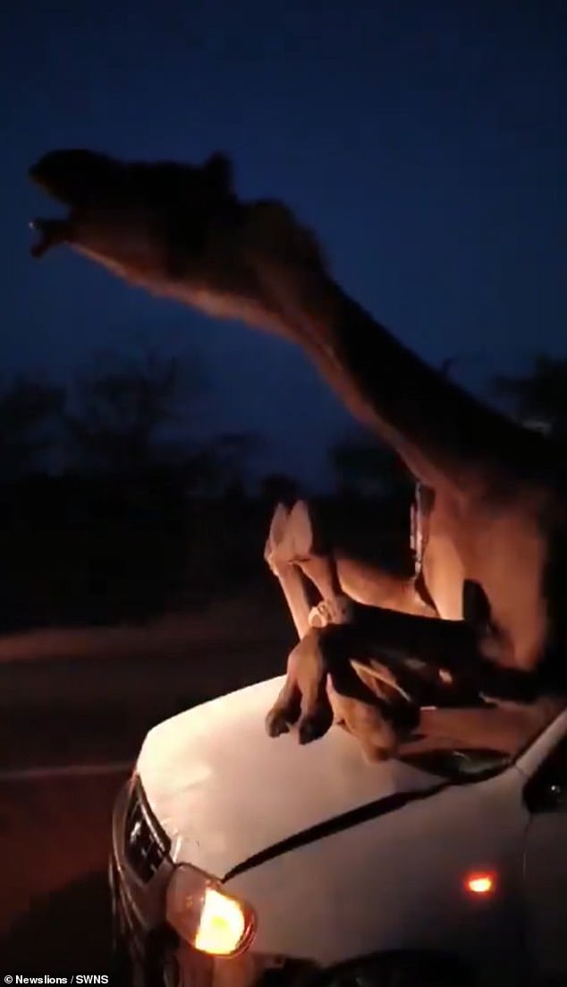 Footage of the accident shows the camel sticking out of the car and growling in pain as its front legs rest on the hood while its rear end is stuck in the vehicle