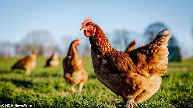 Chicken or hen on a green meadow.