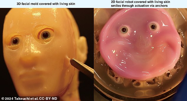 Creepy: Experts made special perforations in a robot's face, allowing a layer of skin to adhere