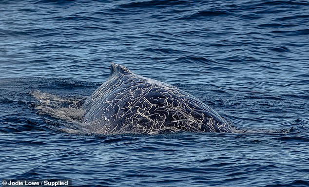 The stunning footage captured by Ms Lowe shows white spots crisscrossing the whale's body