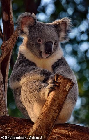 She is now convinced that koalas 'don't exist'