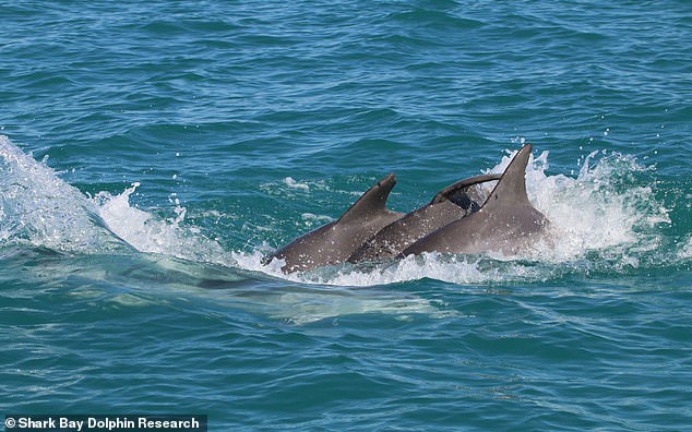 Male and female dolphins appeared to take turns playing the 'male' or 'female' role, suggesting they could be practicing important reproductive skills