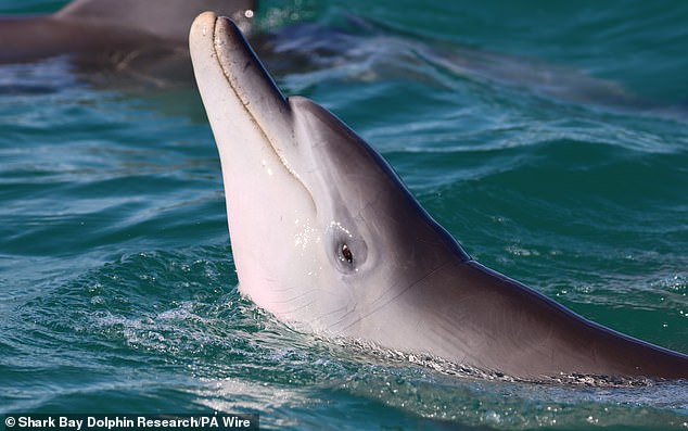 Researchers have found that dolphins who build better bromances as juveniles will be more reproductively successful as adults