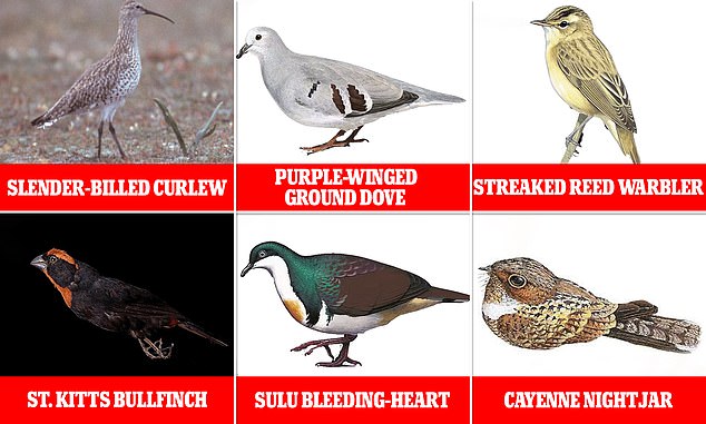 Among them are rare beauties including the purple-winged ground dove, the banded reed warbler and the St. Kitts bullfinch.  Meanwhile, the thin-billed curlew – the only one on the list found in Europe – has not been verified anywhere since 2004