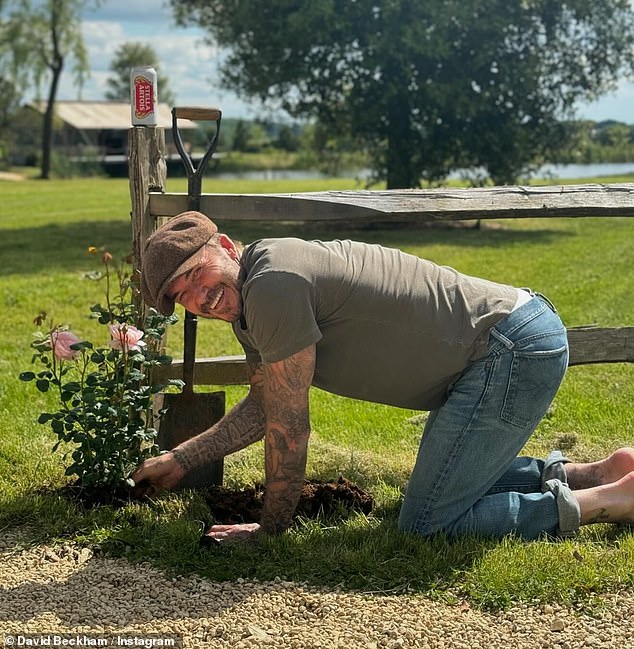 Brand ambassador David Beckham treated himself to a can of Stella while planting roses on Instagram on Sunday - as fans beg the BBC to give him his own gardening show