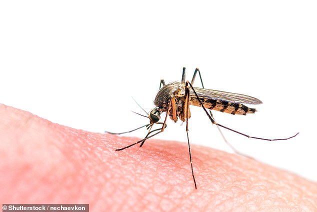 Dengue is normally transmitted through mosquito bites, but exposure to infected blood can also cause people to contract the virus