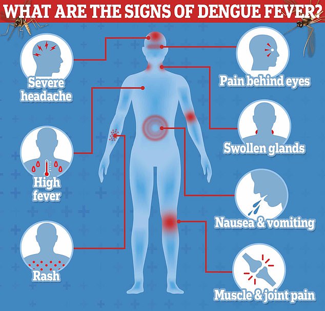 Dengue is a potentially fatal virus transmitted to humans by infected mosquitoes and was traditionally known as 'breakbone fever'