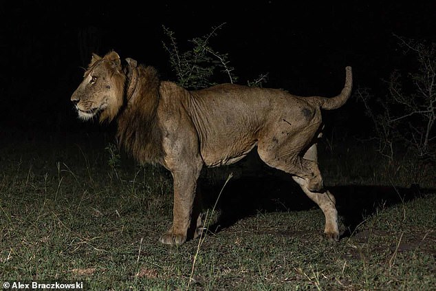 Together with his brother Tibu, Jacob broke the record for the longest swim by a big cat in search of a mate, scientists say.  In 2020, Jacob got stuck in a trap that severed his left hind leg