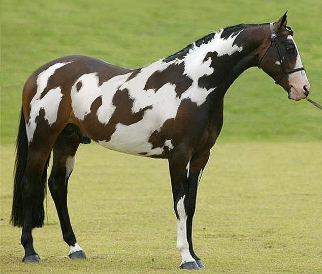 A new brainteaser claims that only highly intelligent people can recognize a second horse in the stallion's coat