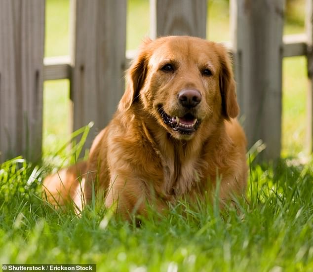 Vets have warned pet owners over high pollen counts (file photo)