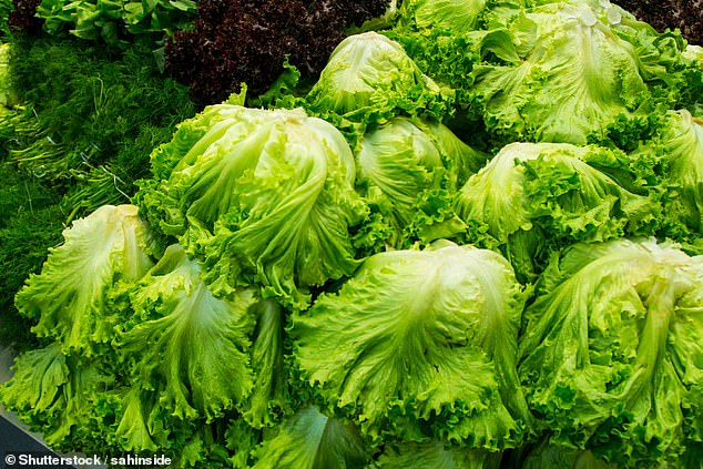 Food safety chiefs have said they are 'convinced' an Apollo-type lettuce caused the outbreak of the diarrhoea-causing bacteria.  However, work is still underway to confirm the root cause
