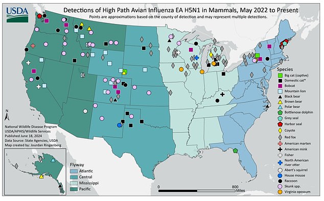 The above map shows detections of bird flu or H5N1 among mammals in the US from May 2022 to June 18, 2024