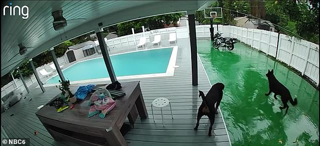 Other animals, such as frogs, floated lifelessly near the dogs, the surveillance footage shows