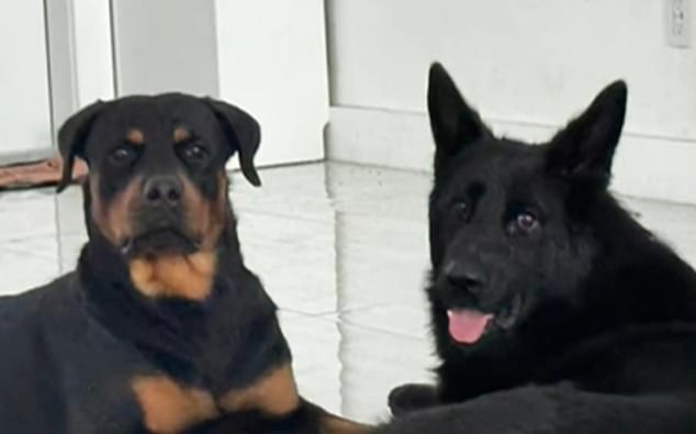 The two dogs, Max and Vasco (pictured), were caught on camera in their backyard after their owners released them during a break in the storm.