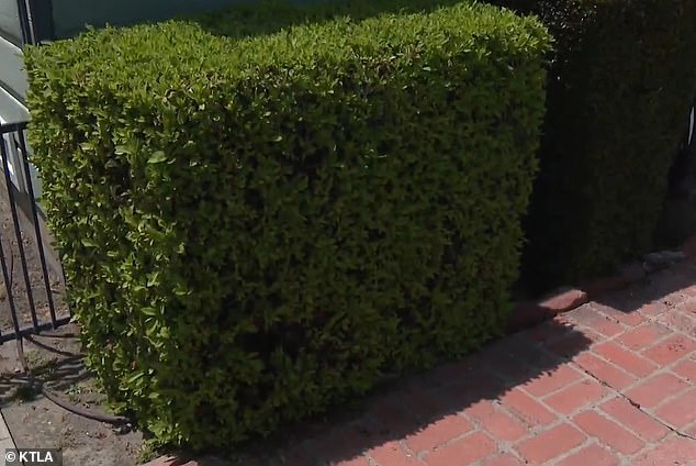 A similar hidden camera was found in a bush outside a home on S. Primrose Avenue last Monday night after an attempted break-in at the residence.