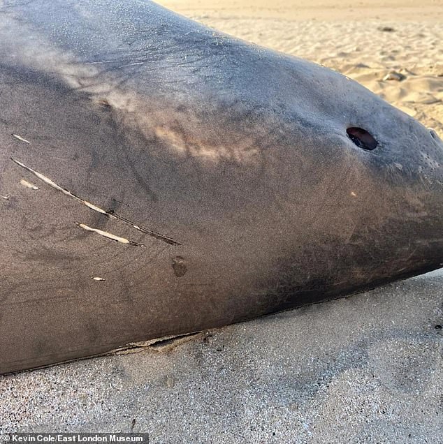 After a carcass was discovered on May 28, scientists determined that the shark had been killed by an orca due to teeth marks on its head and an even more telling clue: a missing liver.