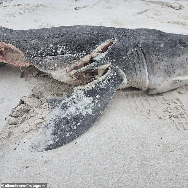 Scientists have documented a strange phenomenon in which killer whales kill sharks and pull out their livers through a clean incision in the shoulder