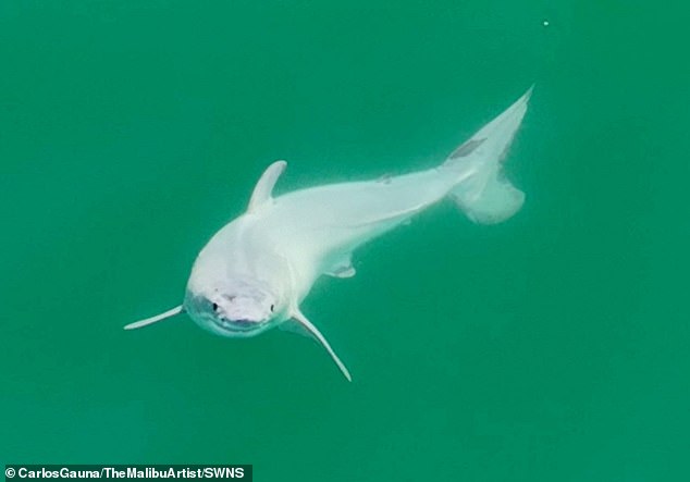 A newborn great white shark, believed to be only hours old, was filmed off the coast of Santa Barbara, California in 2023