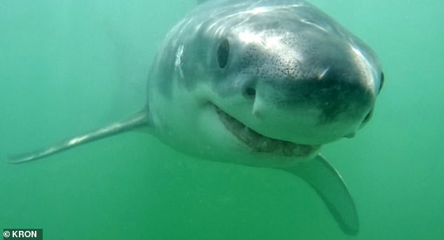 Eric Mailander, a professional marine photographer, was able to capture rare photos of a pair of great white sharks smiling near the beaches of Santa Cruz County