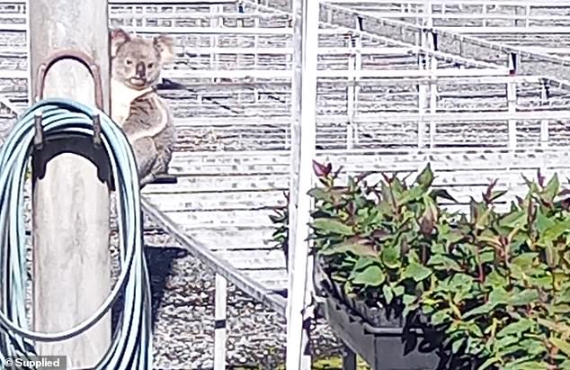 Claude the koala is shown with his eye on some seedlings he took without permission