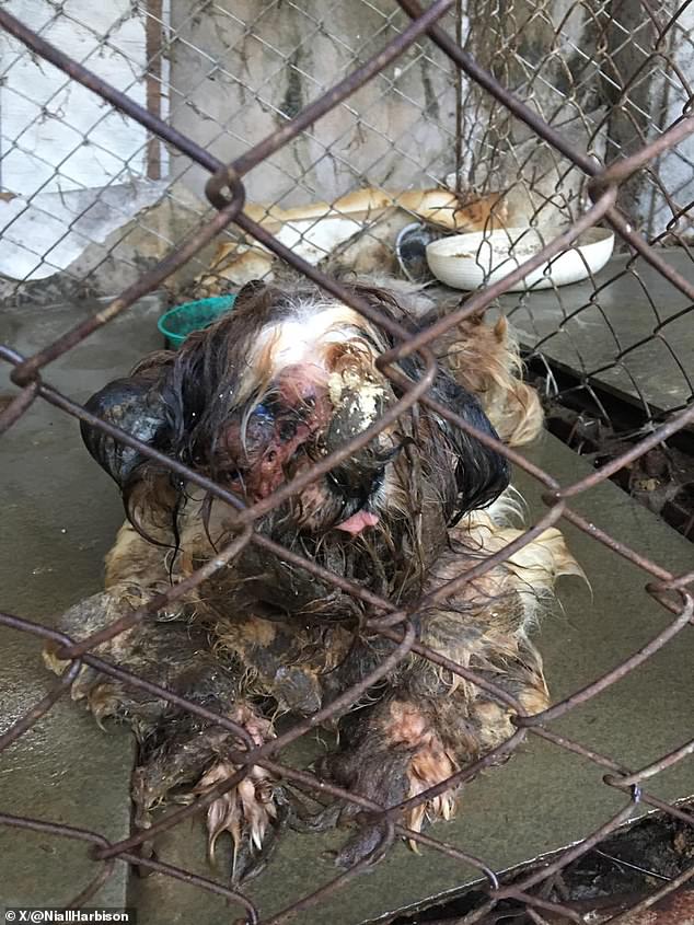 Heartbreaking photos show the terrible plight of abandoned dogs with coats so tangled that rescuers could barely recognize them