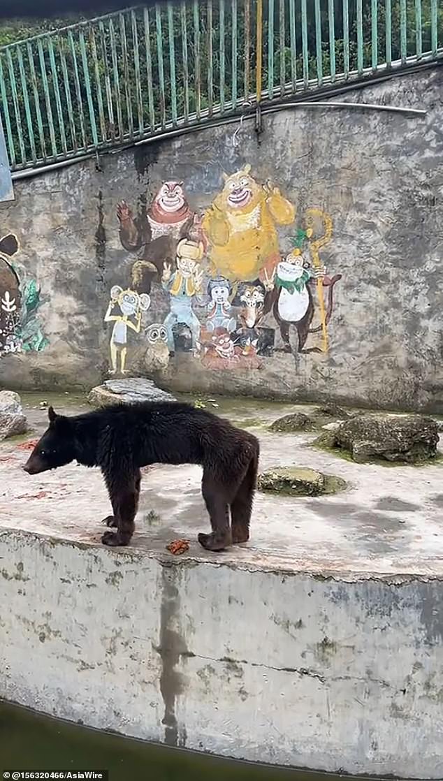 The visitor claimed that they had spoken to the zookeeper and that due to the lack of tourists they were barely able to feed the animals.