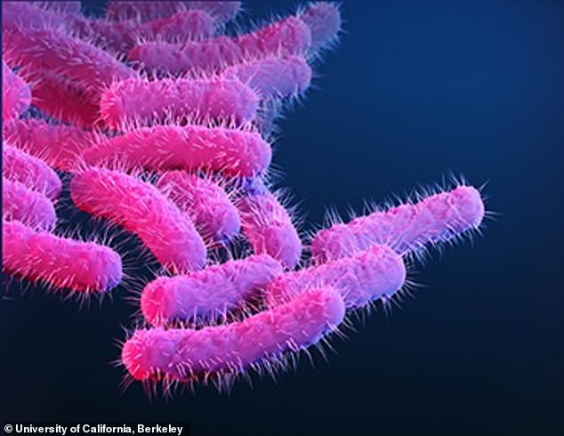 Shigella is transmitted when a person comes into contact with feces through sex, diapers, food or water