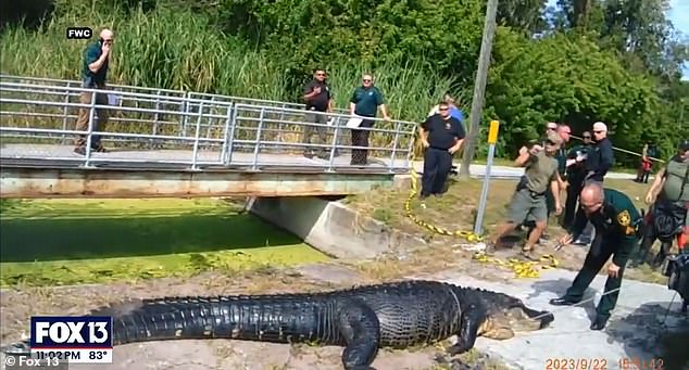 Horrifying bodycam footage shows a 15-foot inflated alligator with the body of a 41-year-old mother in her belly