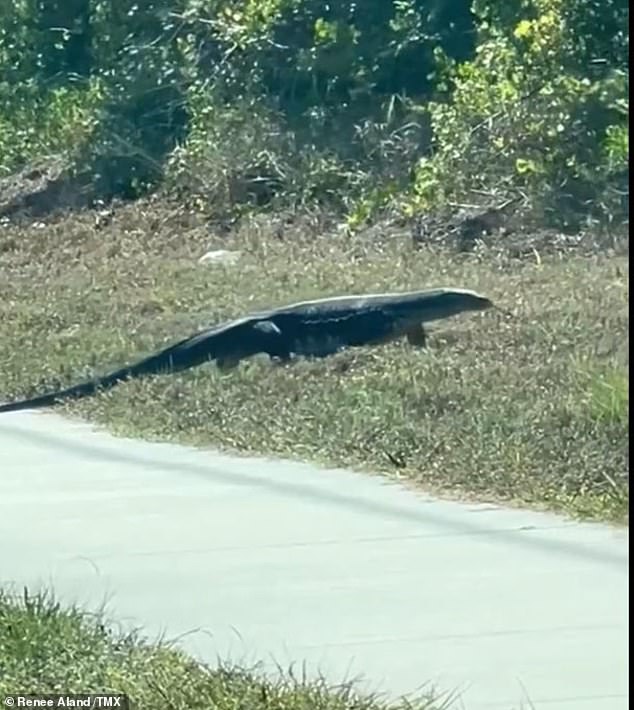 Renee Aland and Zoey Marzonie were driving along Hillsborough Boulevard near Bamboo Drive when they spotted the 'Gator-like' creature