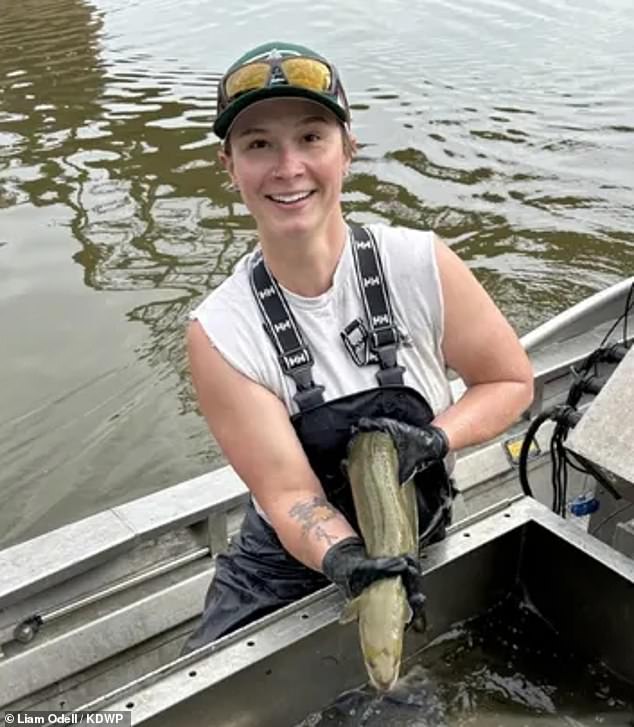 The first American eel spotted in Kansas in more than a decade was discovered by an invasive species team dispatched by the Kansas Department of Wildlife and Parks (pictured).  The team's task, among other things, is to stop the spread of Asian silver carp and bighead carp