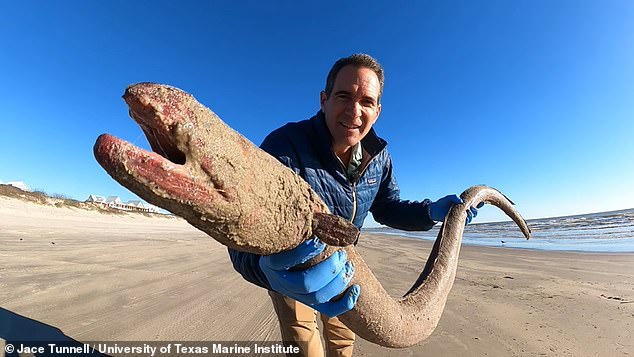 Last year, for his #Beachcombing series, Jace Tunnell of the University of Texas Marine Institute identified what an American eel would be much closer to its maximum size of five feet.  This specimen, a King Snake Eel or an American Eel, was found off the Gulf of Mexico