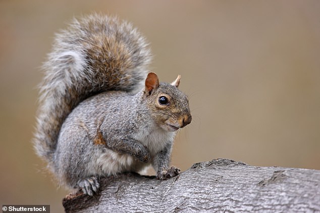 In Britain, the gray squirrel (pictured) is considered invasive because it outcompetes the native red squirrel for resources