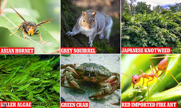 Invasive species that threaten native species include the gray squirrel, which threatens the native red squirrel with extinction, and the Asian hornet, which kills bees.