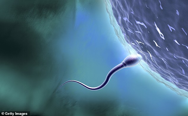 Researchers from the University of California, Los Angeles have discovered that the microbiome in semen may be linked to male infertility