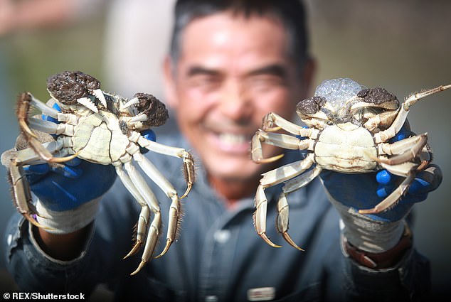 NYDEC described the mitten crab (Eriocheir sinensis) as a 