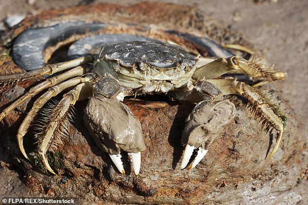 State officials documented sightings of the invasive Chinese mitten crab along the Hudson and Nissequogue Rivers and the Long Island Sound, following a trend of previous invasions in San Francisco, the Chesapeake Bay and even London's River Thames (as pictured above)