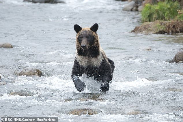 File image shows an adult female brown bear hunting salmon in Shiretoko Peninsula, Hokkaido