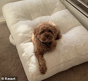 Shoppers are 'obsessed' with the brand new self-heating pet bed ($35) that just hit Kmart stores