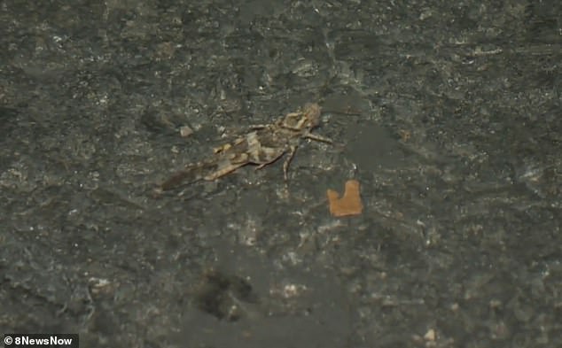 Las Vegas residents have reported sightings of locusts flying through the city, leaving many shocked