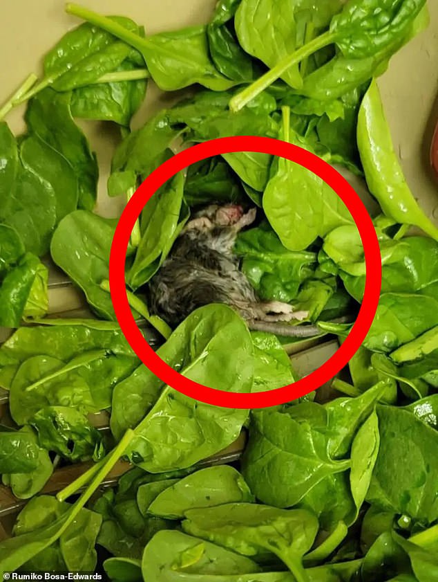 Mrs Bosa-Edwards initially thought the mouse in her spinach was dirty and tried to push it aside with kitchen utensils