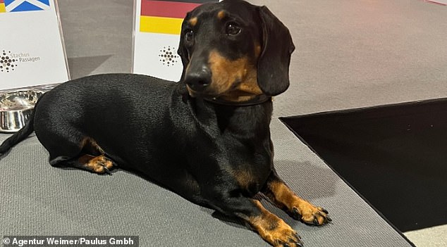Ludwig the dachshund sits next to a bowl containing a chicken treat, from which he ate to choose his winner in tonight's Euro 2024 opener