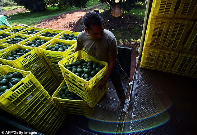 A farmer loads fruit boxes with avocados onto a truck in an orchard in the municipality of Uruapan, state of Michoacan, Mexico (stock image)
