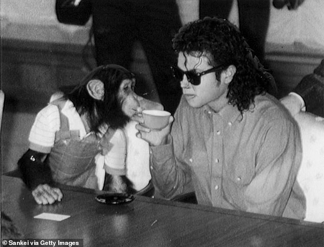 Michael Jackson's chimpanzee Bubbles (the two are pictured in Osaka, Japan in September 1987) is living his best life in an animal shelter at the impressive age of 41, it was revealed a day before the 15th anniversary of the King of Pop's death