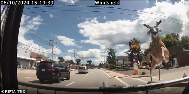 A deer jumped into the windshield of a moving bus driving down a street in Warwick, Rhode Island, on June 10, just after 3 p.m.