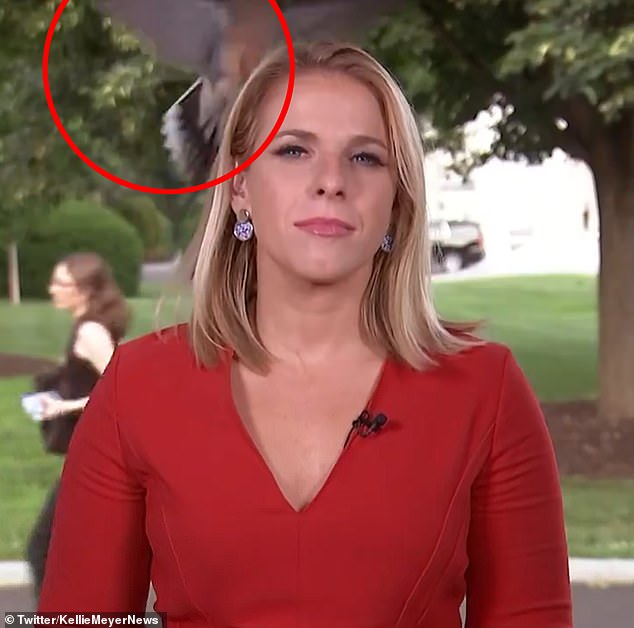 Moment large bird lands on White House reporters head as