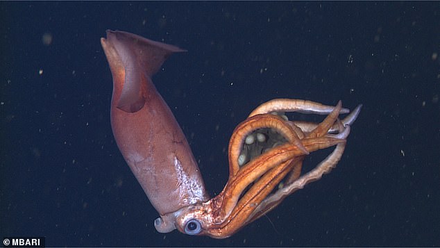 A strange deep-sea squid recorded by an underwater drone more than 550 meters below sea level is now believed to be a new species after almost a decade of analysis.  Above is a clip from that 2015 video of the deep-sea squid, described as a possible new species in the family Gonatidae