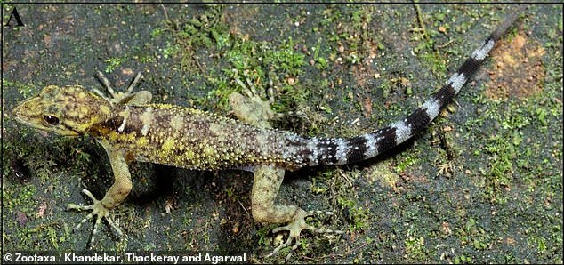 New DNA analysis has confirmed that an unusually large red-eyed gecko (pictured) – found in a high-altitude evergreen forest in India – is a genuine new species